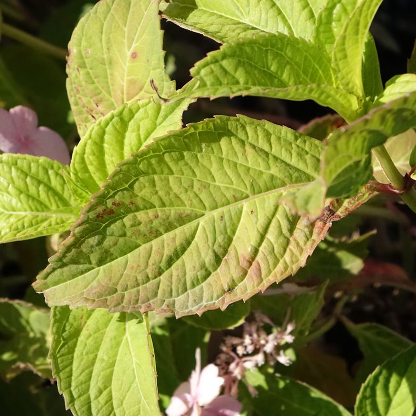 Hortensia serrata Bleuet - Hydrangea (Follaje)