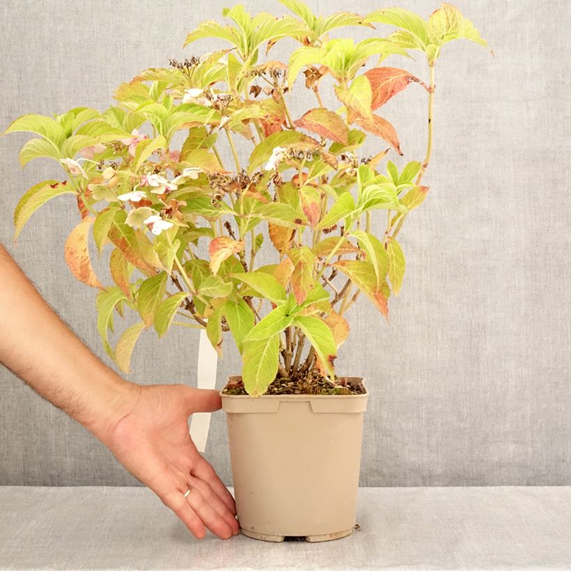 Ejemplar de Hortensia serrata Bleuet - Hydrangea Maceta 3L/4L entregado en verano