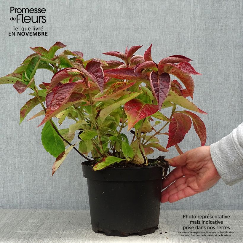 Ejemplar de Hortensia serrata Blue Bird - Hydrangea Maceta 3L/4L entregado en otoño