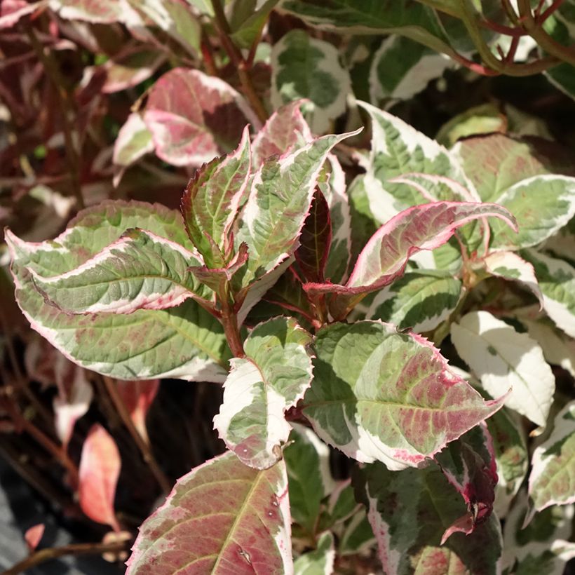 Hortensia serrata Euphoria Pink - Hydrangea (Follaje)