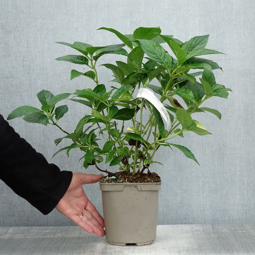 Ejemplar de Hortensia serrata Impératrice Eugénie - Hydrangea Maceta 2L/3L entregado en otoño