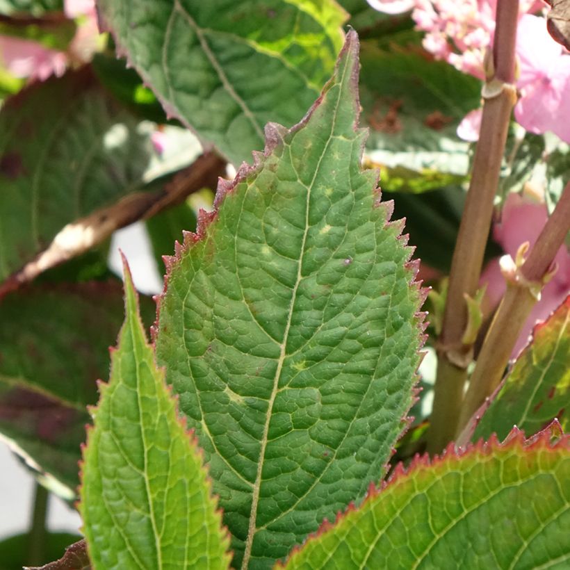 Hortensia serrata Koreana - Hydrangea (Follaje)