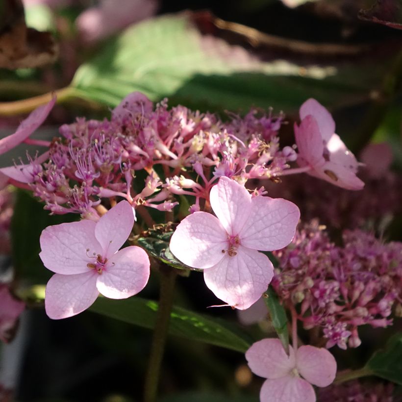 Hortensia serrata Koreana - Hydrangea (Floración)