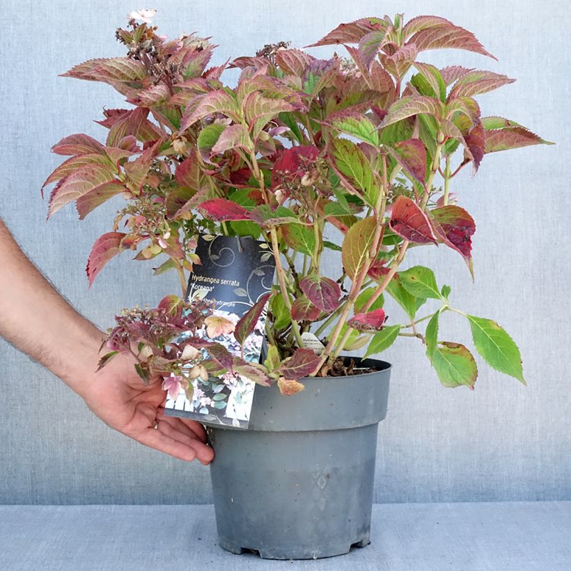 Ejemplar de Hortensia serrata Koreana - Hydrangea Maceta 6L/7L entregado en verano
