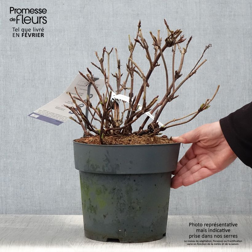Hortensia serrata Koreana - Hydrangea Maceta 6L/7L Ejemplar entregado en invierno