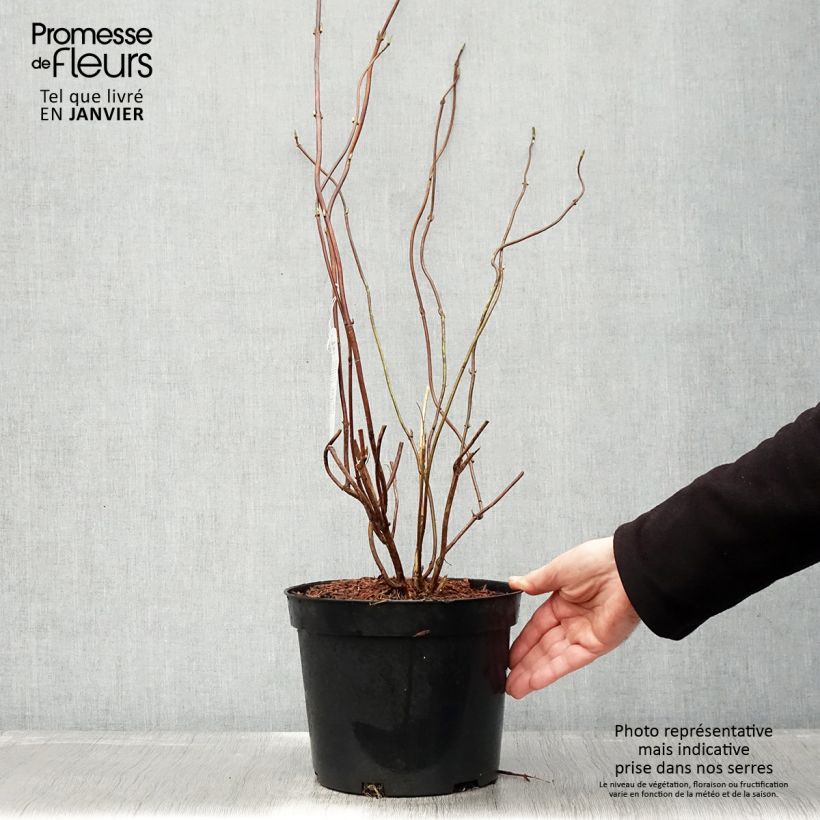 Hydrangea serrata Oamacha - Hydrangea Maceta 2L/3L Ejemplar entregado en invierno