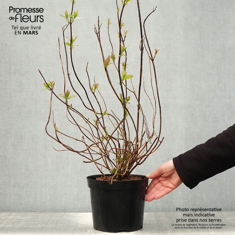 Hydrangea serrata Oamacha - Hydrangea Maceta 2L/3L Ejemplar entregado en la primavera