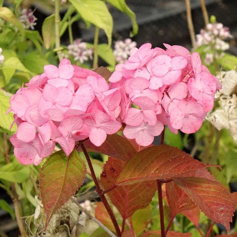 Hortensia serrata Precioza - Hydrangea (Floración)