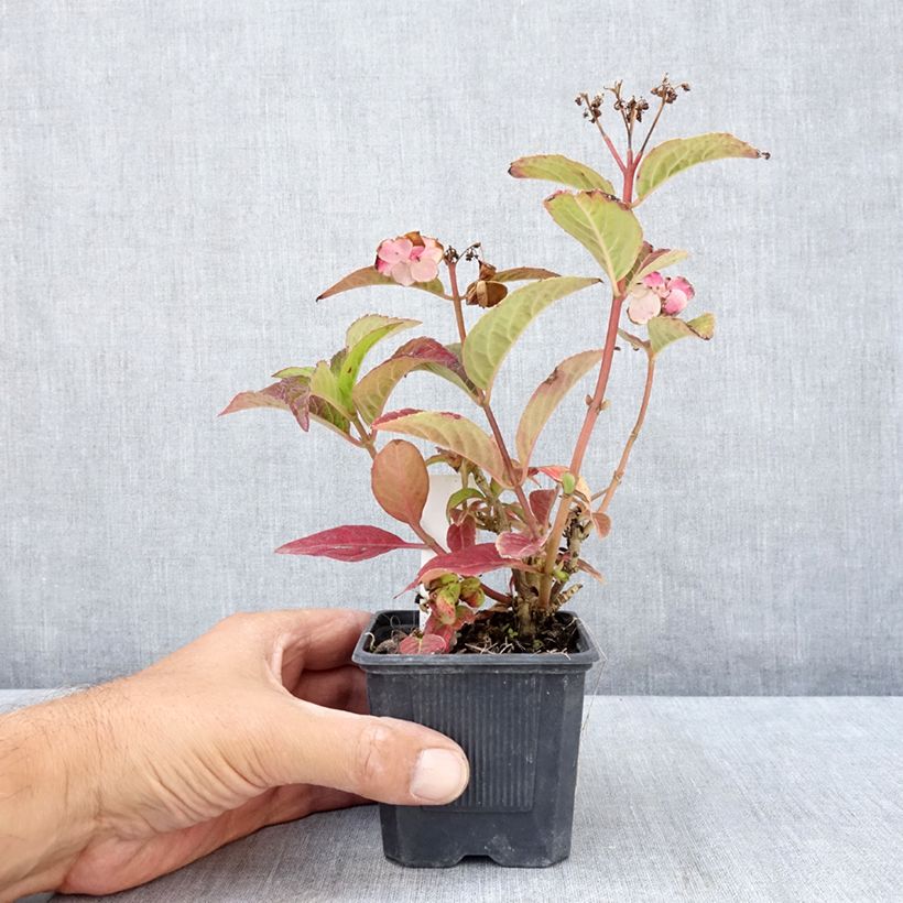 Ejemplar de Hortensia serrata Summer Glow - Hydrangea Maceta de 8/9 cm entregado en verano