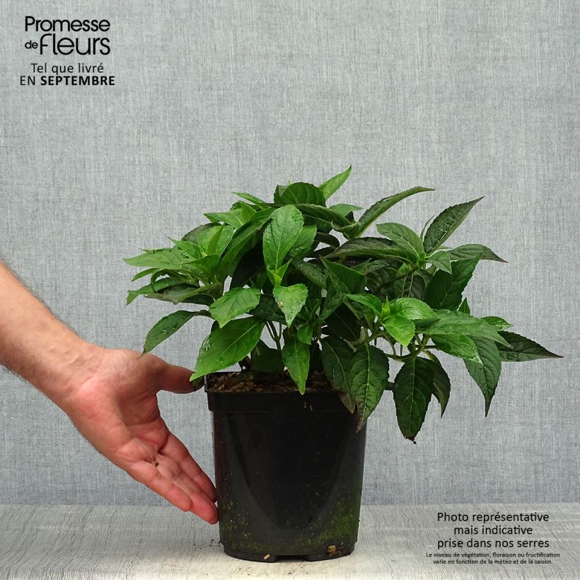 Ejemplar de Hortensia serrata Tiara - Hydrangea Maceta 2L/3L entregado en otoño