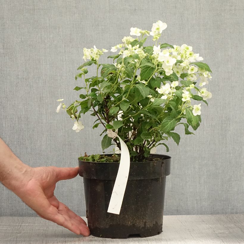 Ejemplar de Hortensia serrata White on White - Hydrangea Maceta 3L/4LAltura de entrega aprox. 40/50cm entregado en verano