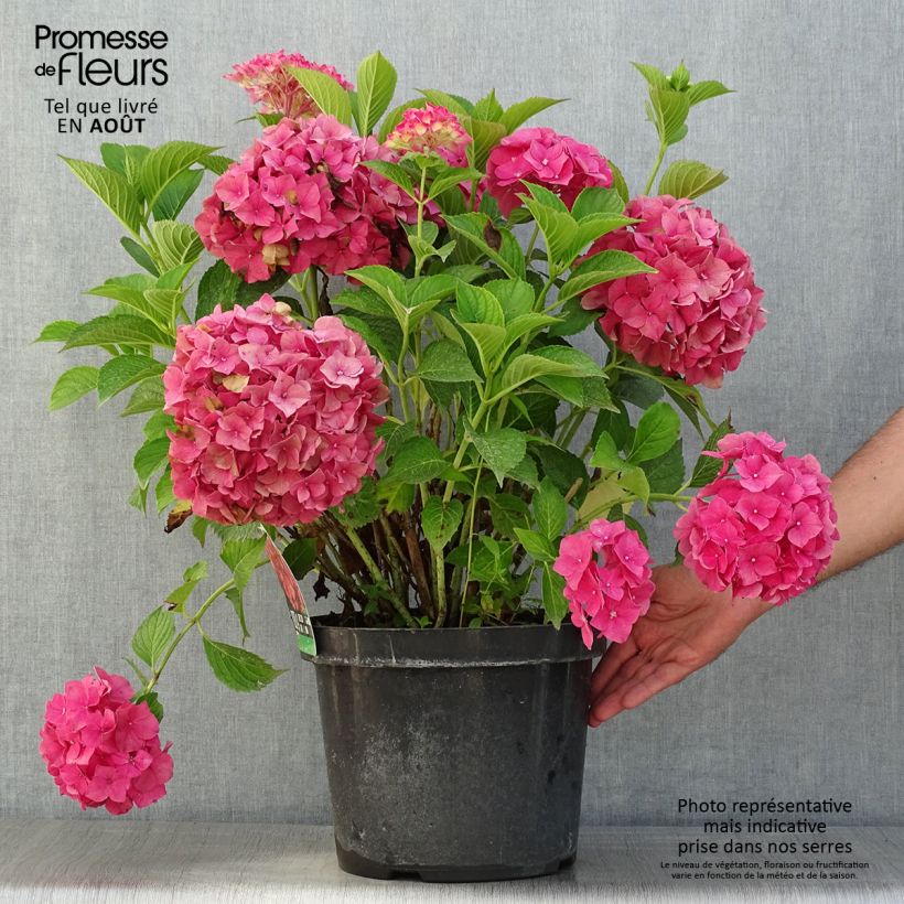 Ejemplar de Hortensia macrophylla Alpenglühen - Hydrangea Maceta 7,5L/10L entregado en verano