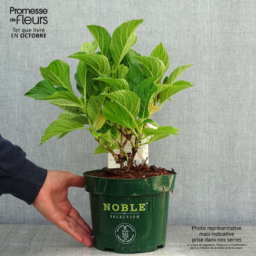 Ejemplar de Hortensia macrophylla Belle Séduction - Hydrangea Maceta 3L/4L entregado en otoño
