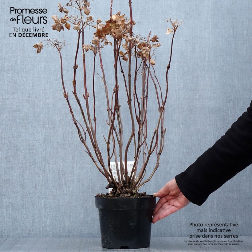 Ejemplar de Hortensia macrophylla Cloudi - Hydrangea Maceta 3L/4L entregado en otoño
