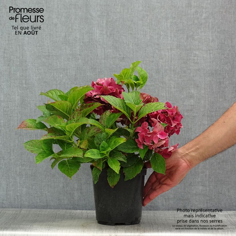 Ejemplar de Hortensia macrophylla Eughen Hahn - Hydrangea Maceta 2L/3LAltura de entrega aprox. 20cm entregado en verano