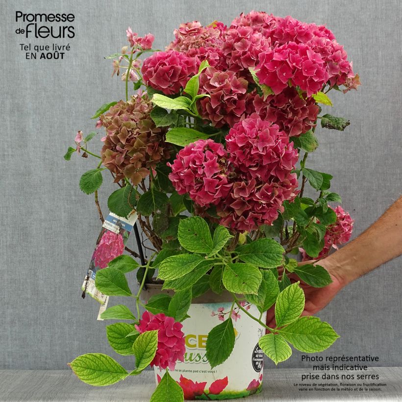 Ejemplar de Hortensia macrophylla Eughen Hahn - Hydrangea Maceta 7,5L/10LAltura de entrega aprox. 40cm entregado en verano