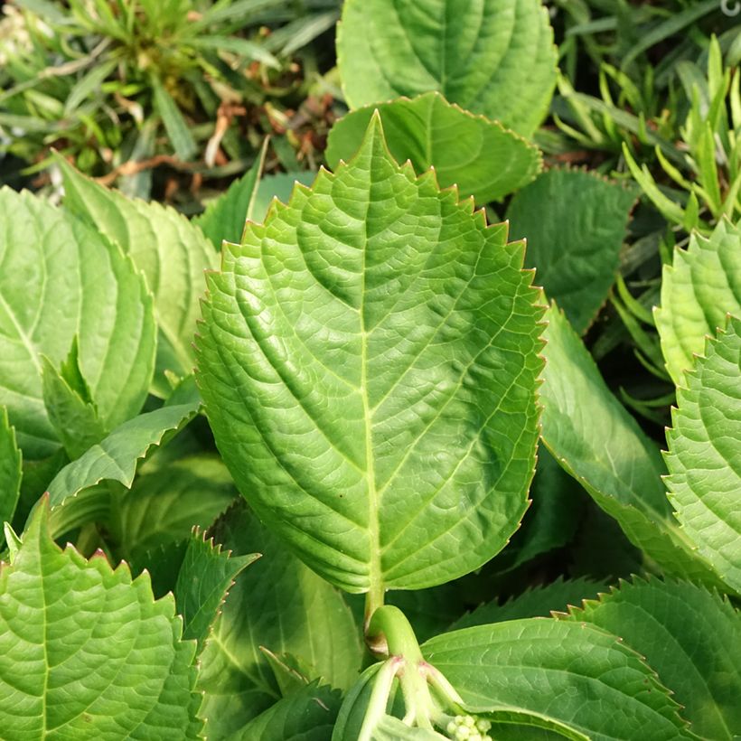 Hortensia macrophylla Madame Plumecoq - Hydrangea (Follaje)