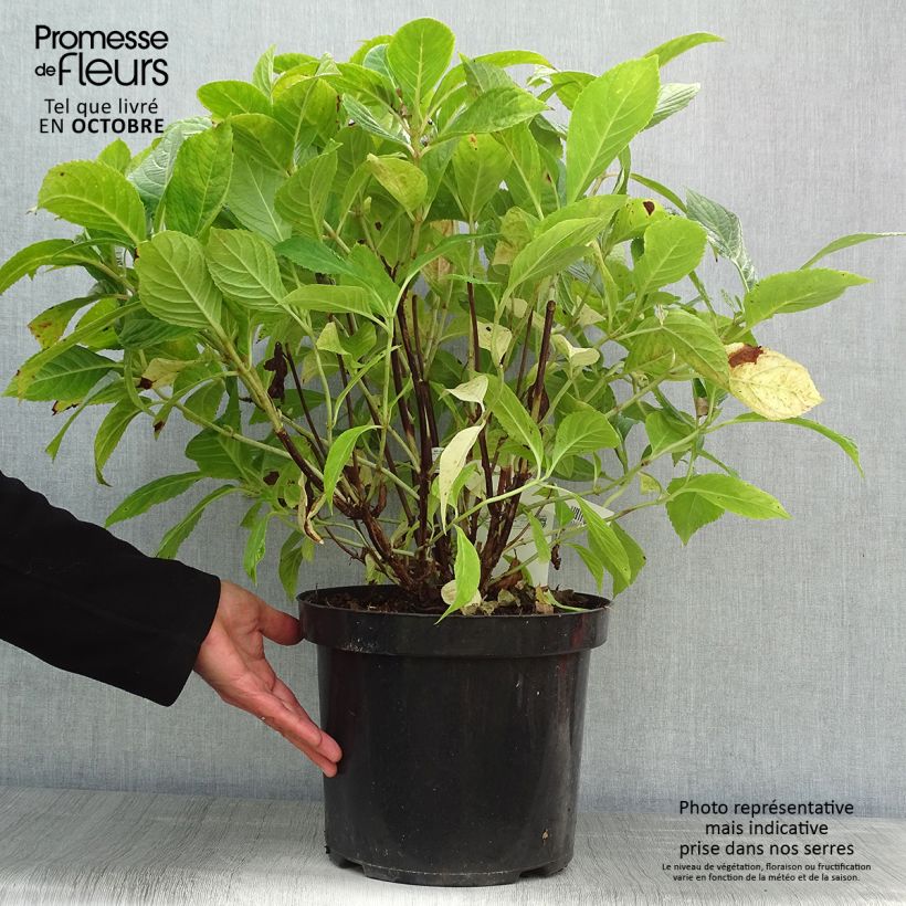 Ejemplar de Hortensia macrophylla Nikko Blue - Hydrangea Maceta 7,5L/10L entregado en otoño