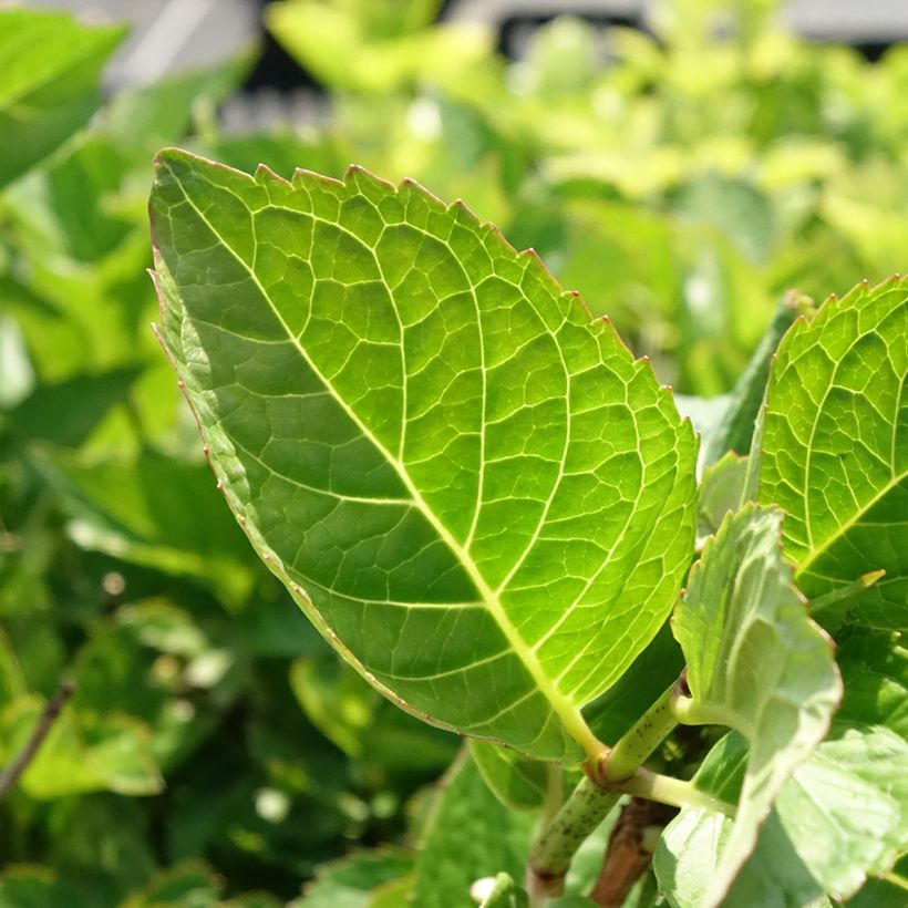 Hortensia macrophylla Rotkehlchen - Hydrangea (Follaje)