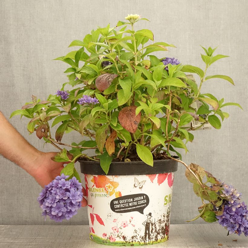 Ejemplar de Hortensia macrophylla Stellar Blue - Hydrangea Maceta 7,5L/10L entregado en verano