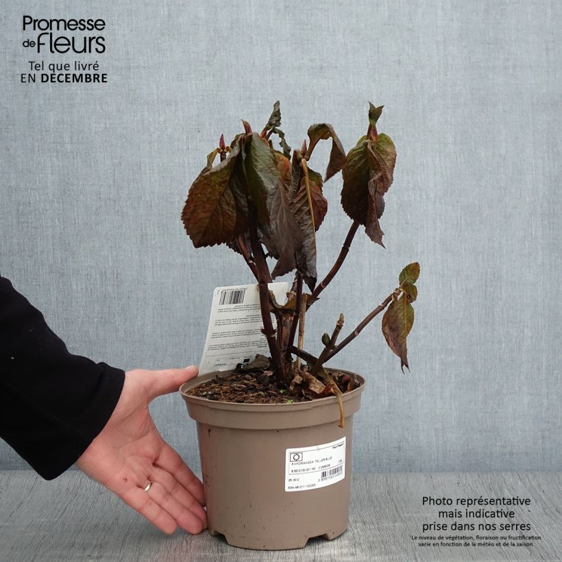Ejemplar de Hortensia macrophylla Teller Blue - Hydrangea Maceta 2L/3L entregado en otoño