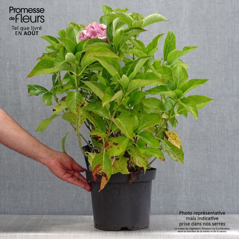 Ejemplar de Hortensia macrophylla Teller Blue - Hydrangea Maceta 7,5L/10LAltura de entrega aprox. 40/60cm entregado en verano