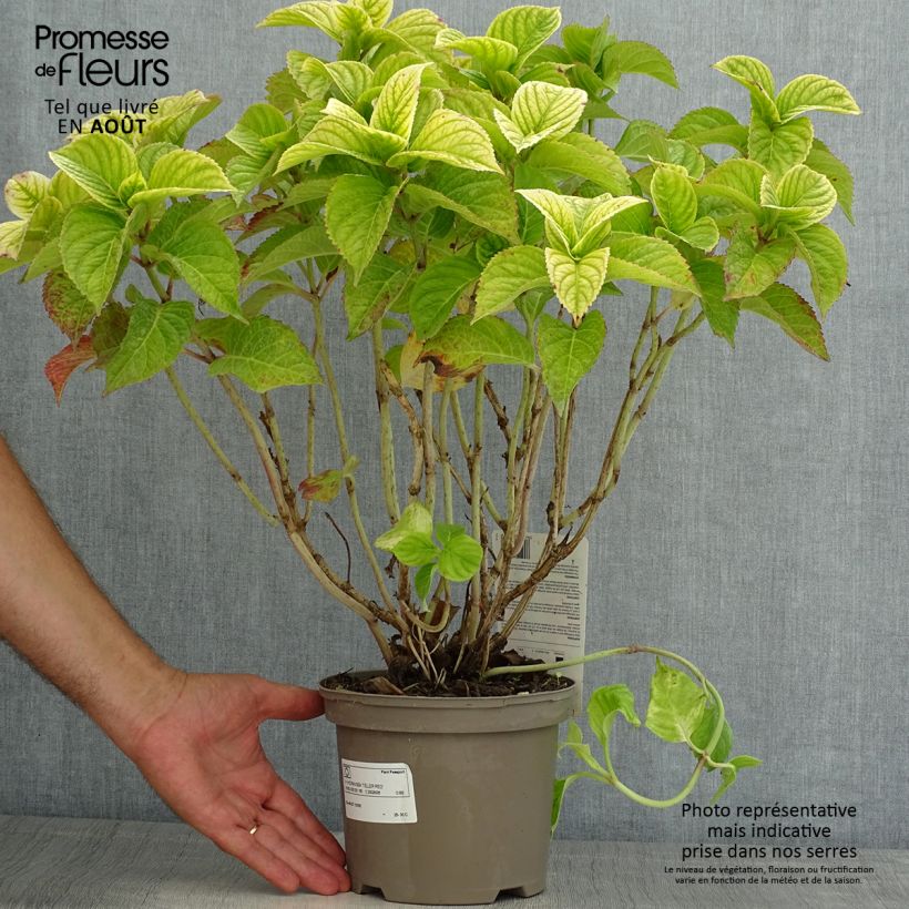 Ejemplar de Hortensia macrophylla Teller Red - Hydrangea Maceta 2L/3LAltura de entrega aprox. 25/30cm entregado en verano