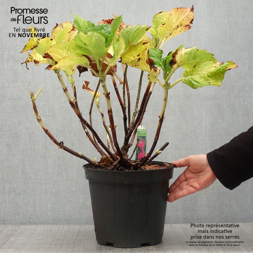 Ejemplar de Hortensia macrophylla Teller Red - Hydrangea Maceta 7,5L/10L entregado en otoño