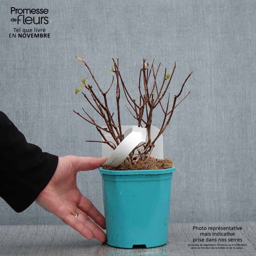Ejemplar de Hortensia paniculata Petite Star - Hydrangea paniculata Maceta 4L/5L entregado en otoño