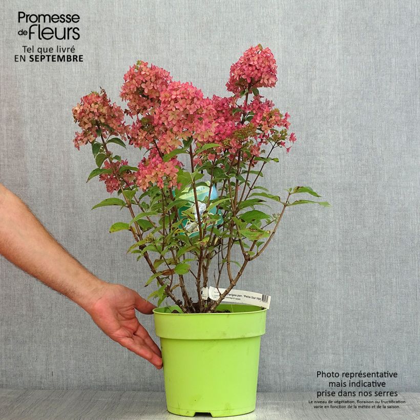 Ejemplar de Hortensia paniculata Petite Star - Hydrangea paniculata Maceta 4L/5LAltura de entrega aprox. 40+cm entregado en verano