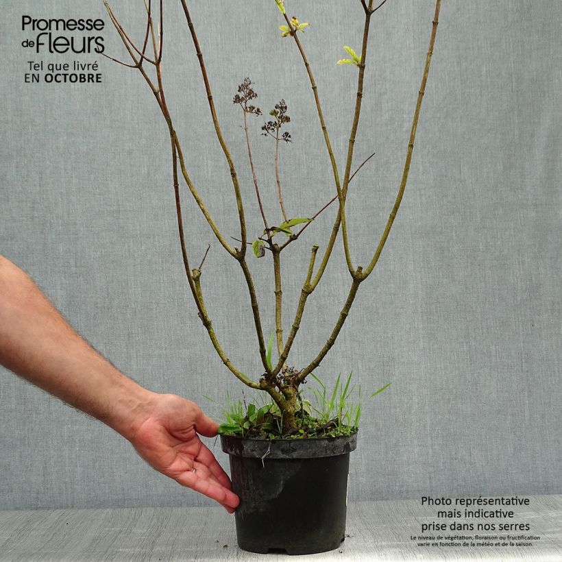Ejemplar de Hortensia paniculata Pink Diamond - Hydrangea paniculata Maceta 2L/3L entregado en otoño