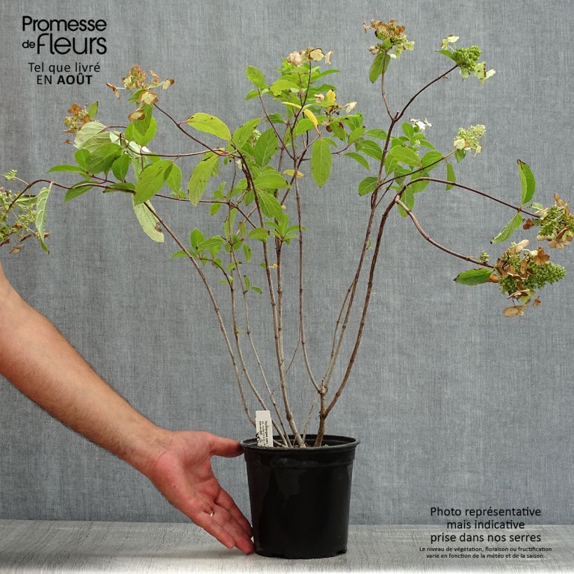 Ejemplar de Hortensia paniculata Tardiva - Hydrangea Maceta 2L/3L entregado en verano