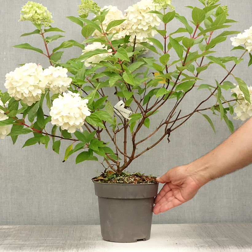 Ejemplar de Hortensia paniculata Bloody Marie - Hydrangea Maceta 3L/4L entregado en verano