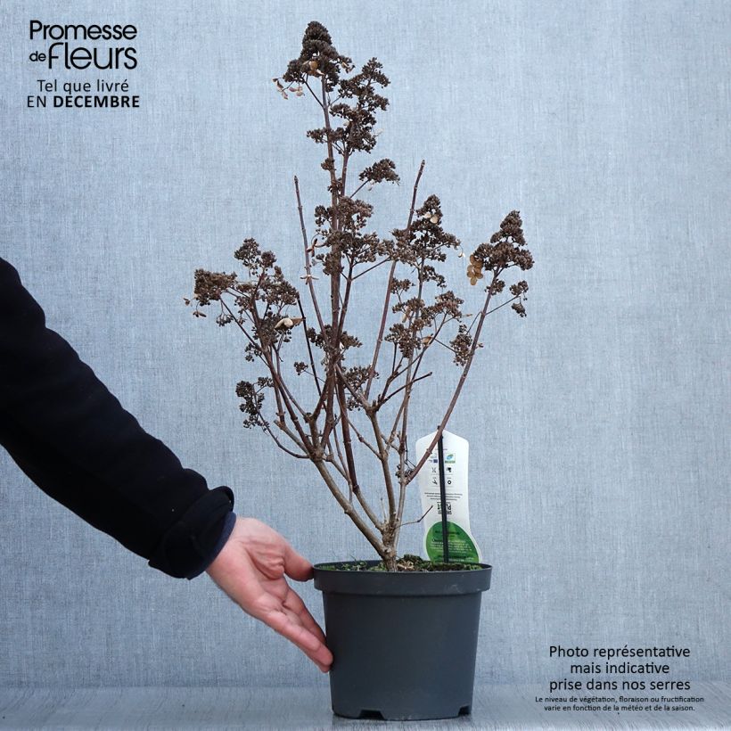 Ejemplar de Hortensia paniculata Dharuma - Hydrangea Maceta 2L/3L entregado en otoño