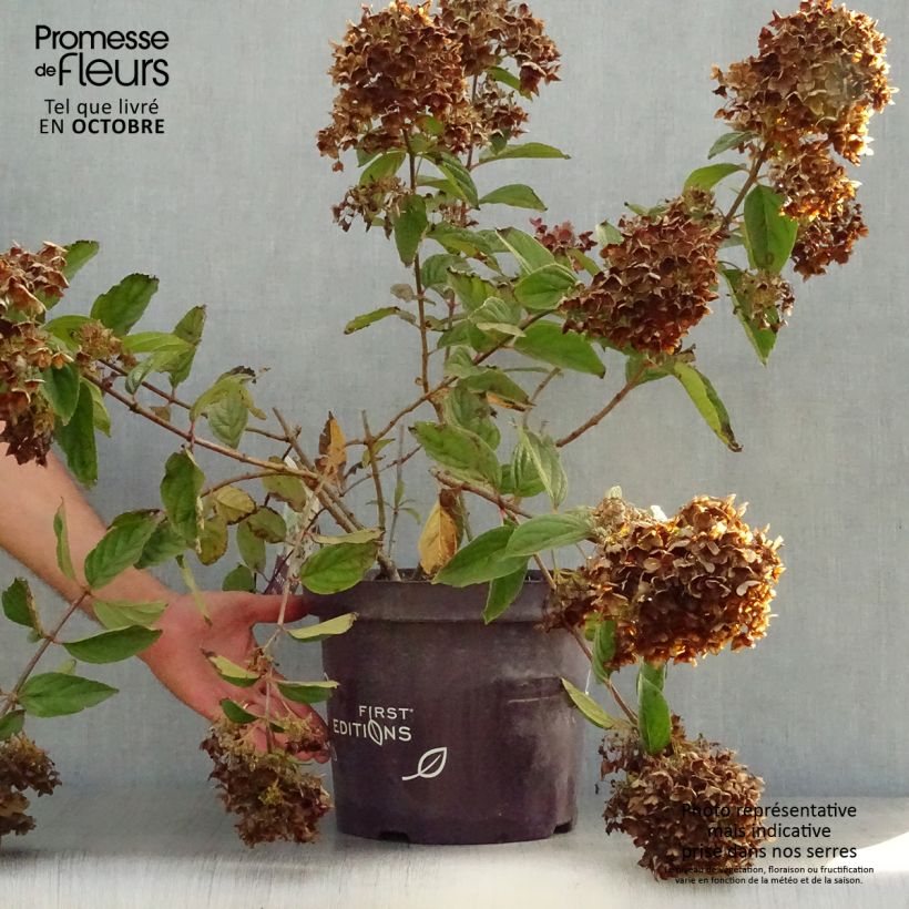 Ejemplar de Hortensia paniculata Tickled Pink - Hydrangea paniculata Maceta 7,5L/10L entregado en otoño