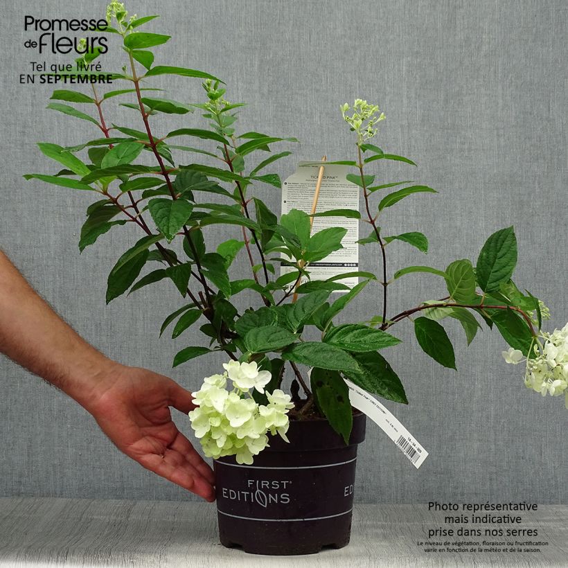 Ejemplar de Hortensia paniculata Tickled Pink - Hydrangea paniculata Maceta 2L/3L entregado en otoño