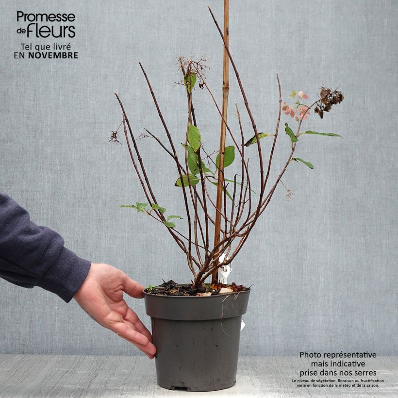 Ejemplar de Hortensia paniculata Little Fresco - Hydrangea paniculata Maceta 3L/4L entregado en otoño