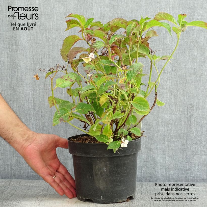 Ejemplar de Hortensia serrata Annie's Blue - Hydrangea Maceta 2L/3L entregado en verano