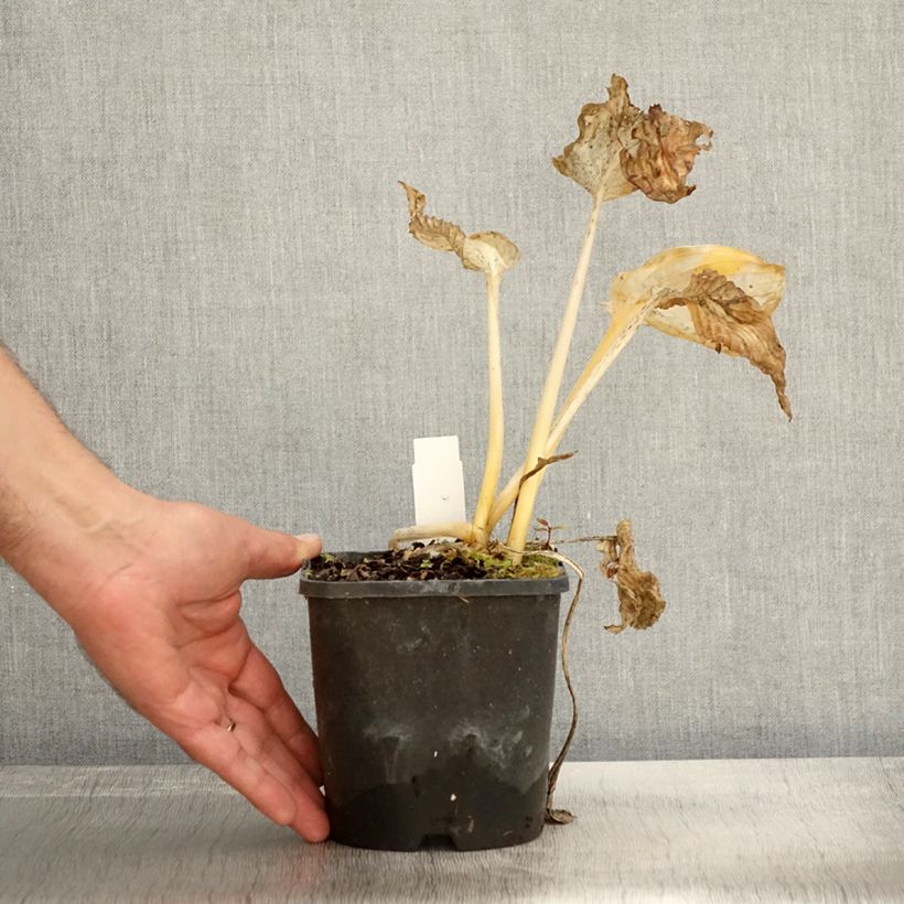 Ejemplar de Hosta Abiqua Drinking Gourd Maceta 1,5L/2L entregado en otoño