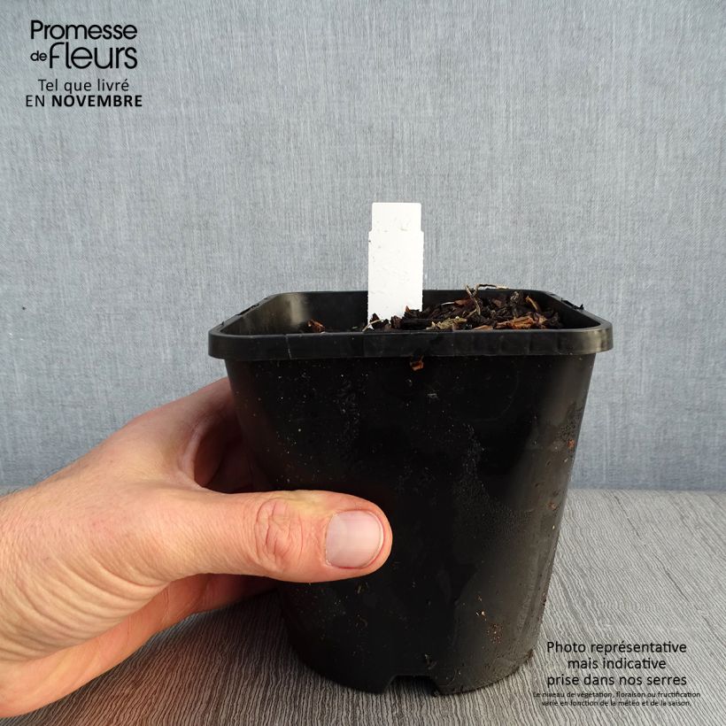 Ejemplar de Hosta Adorable Maceta 1,5L/2L entregado en otoño