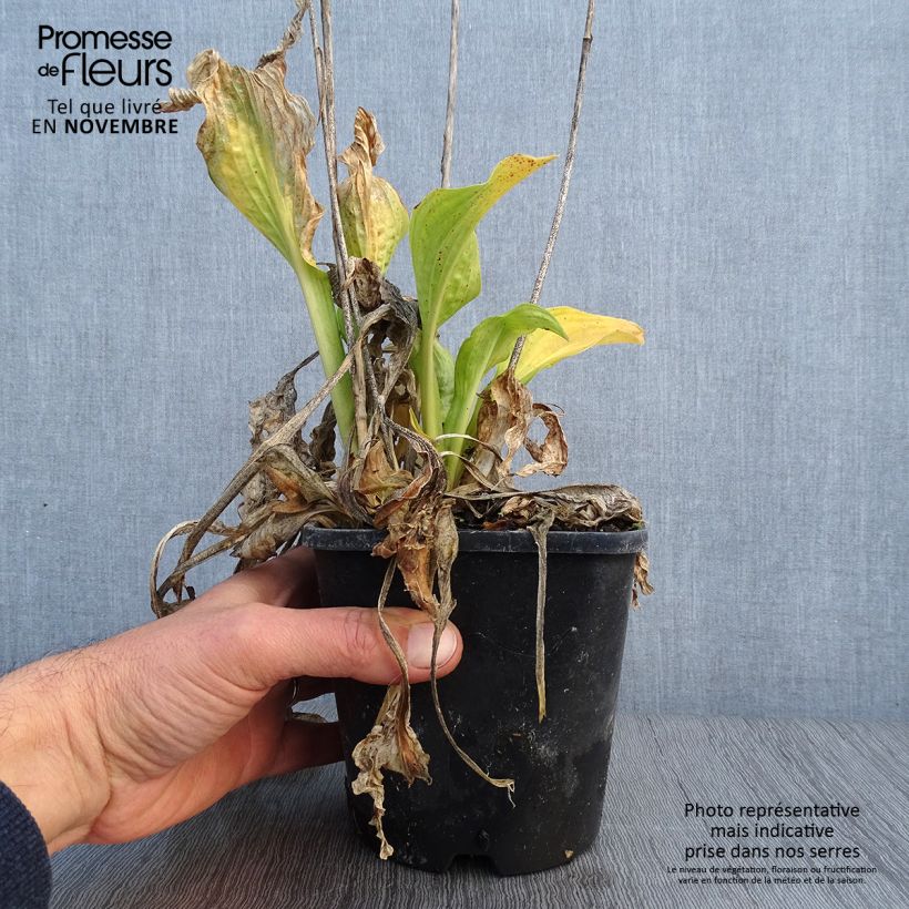 Ejemplar de Hosta fortunei Allegan Fog Maceta 1,5L/2L entregado en otoño