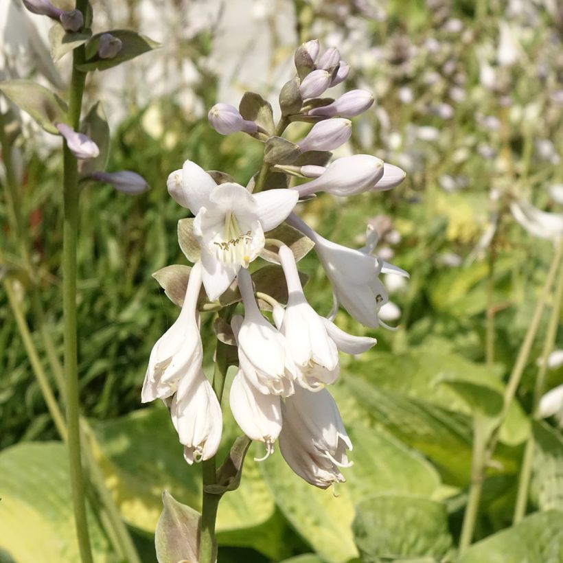 Hosta Alligator Alley (Floración)
