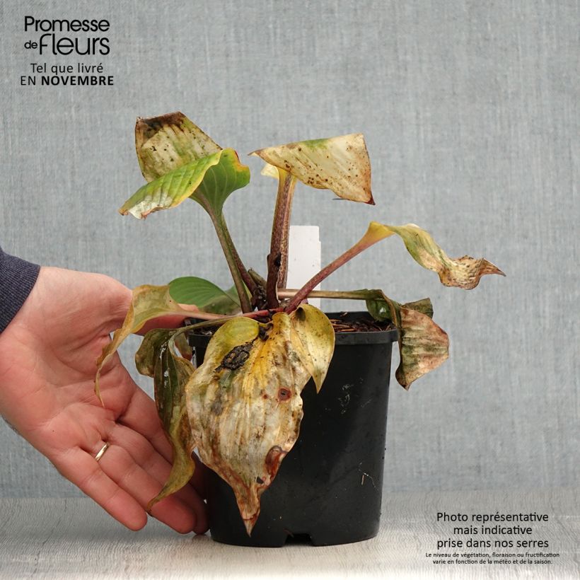 Ejemplar de Hosta Almost Maceta 1,5L/2L entregado en otoño