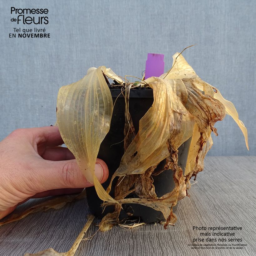 Ejemplar de Hosta Amalia Maceta 1,5L/2L entregado en otoño
