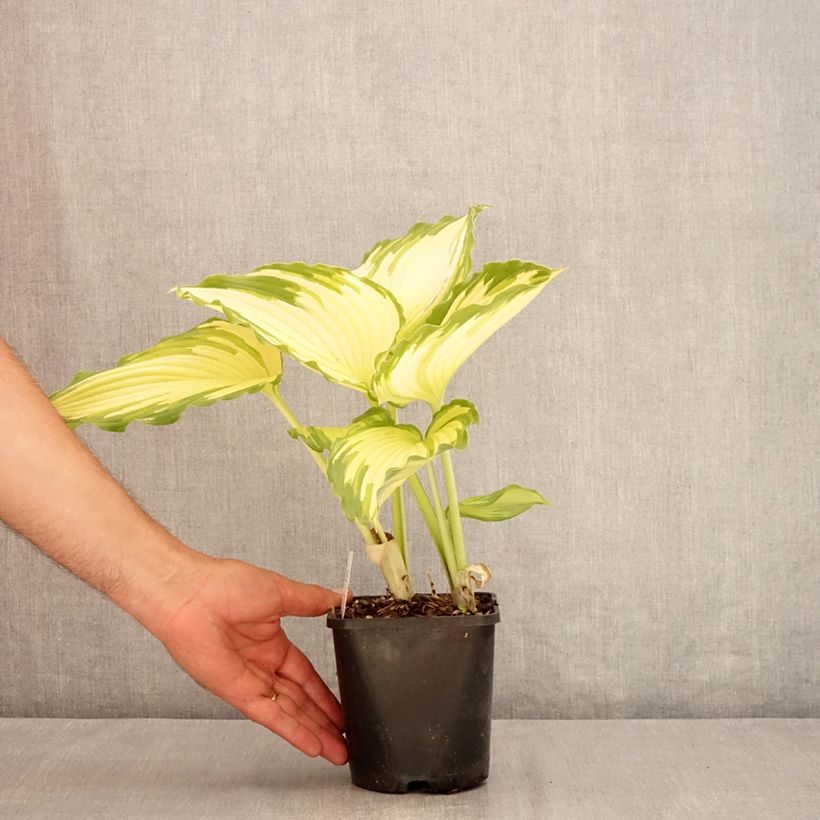 Ejemplar de Hosta Amalia Maceta 1,5L/2L entregado en verano