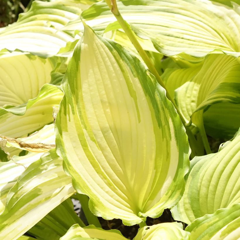 Hosta Amalia (Follaje)