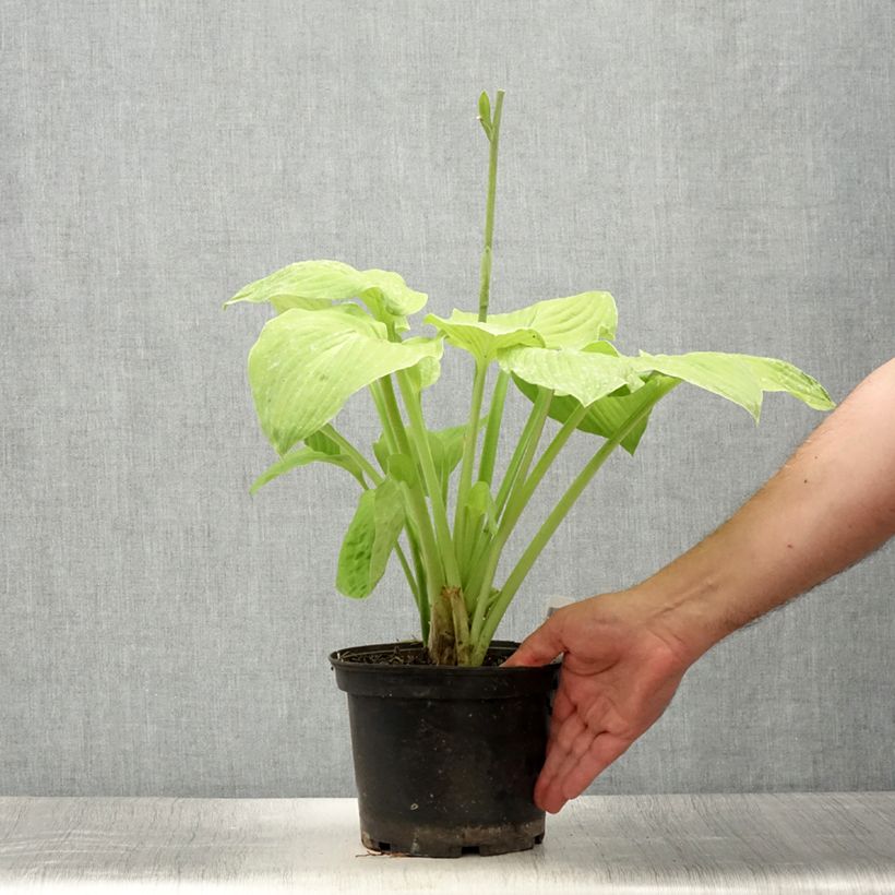 Ejemplar de Hosta August Moon en pot de 2/3L entregado en verano