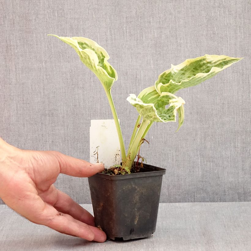 Ejemplar de Hosta Austin Dickinson Maceta de 8/9 cm entregado en verano