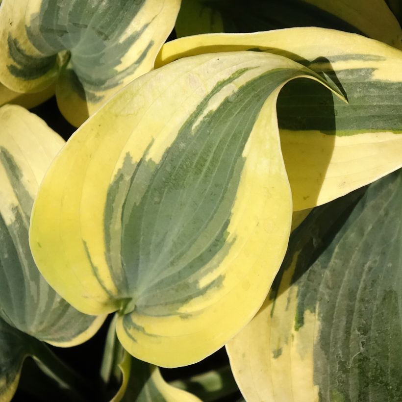 Hosta Autumn Frost (Follaje)