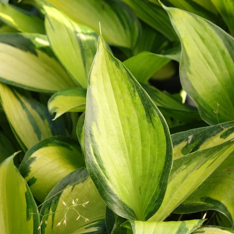 Hosta Ayesha (Follaje)